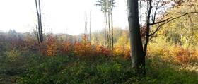 Herbst i Wald